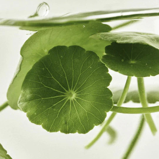 Beauty of Joseon Light On Serum: Centella + Vita C